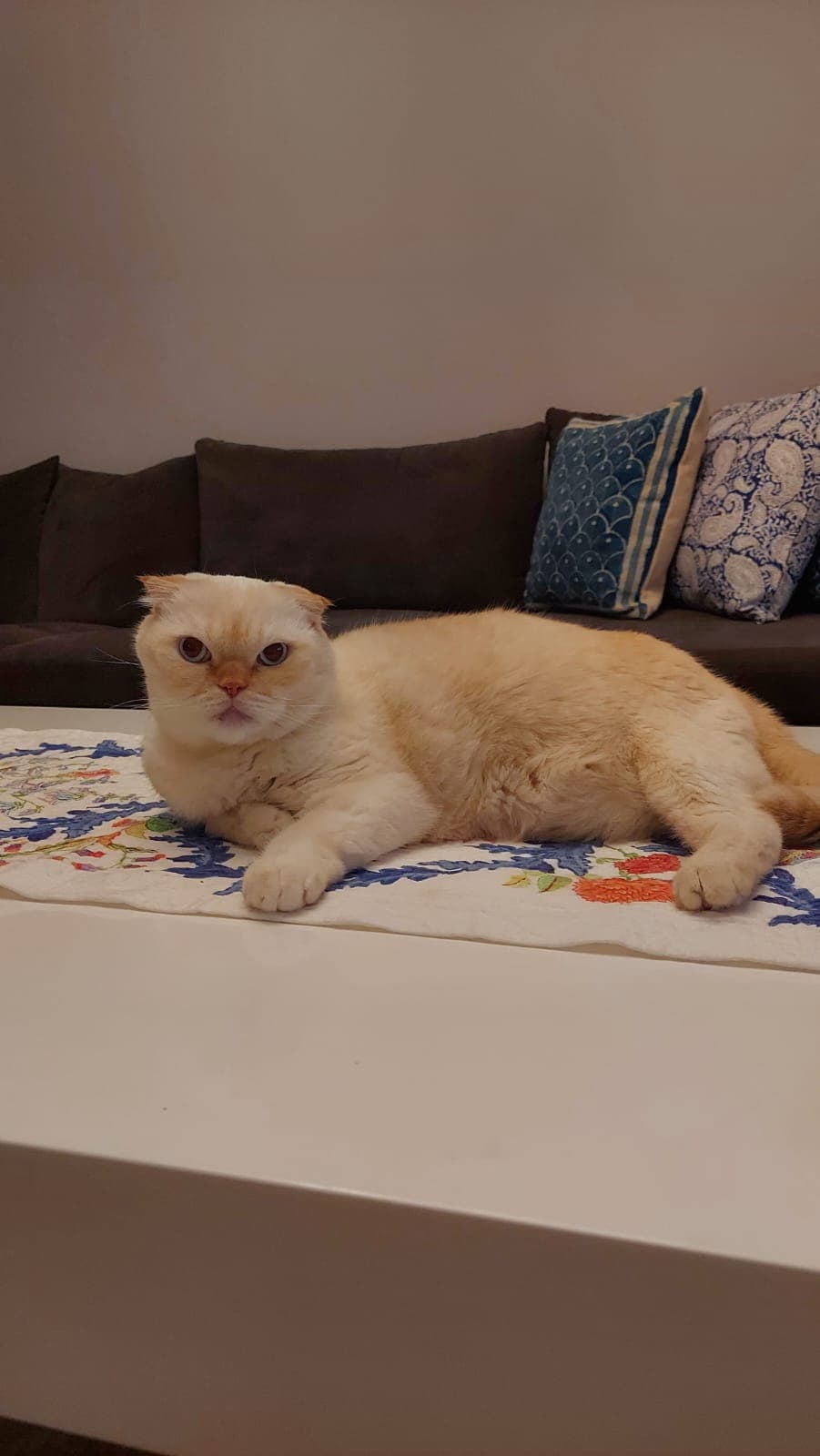 Patik