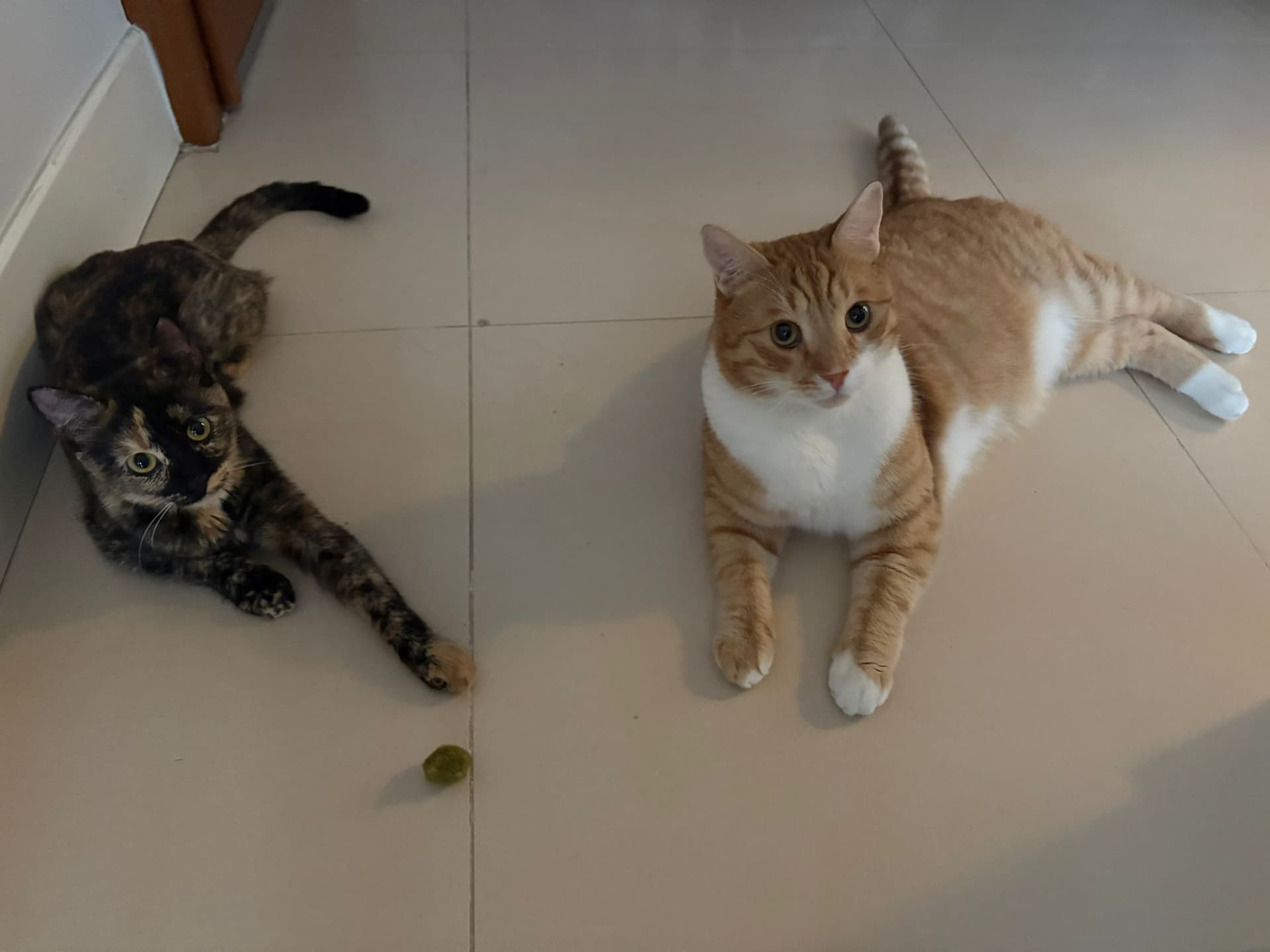 Patiko & Gece