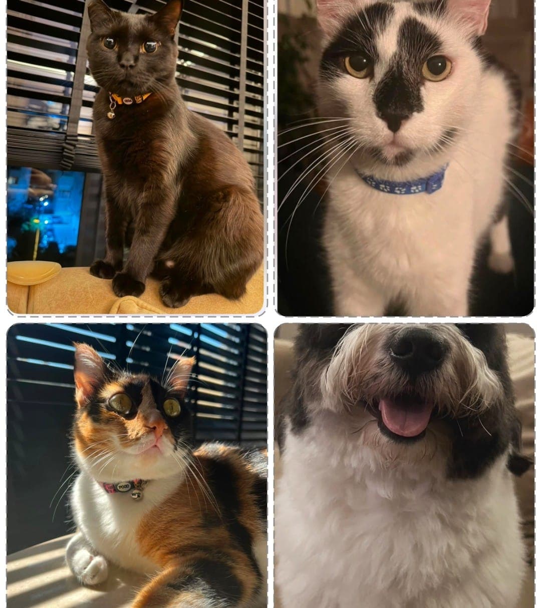 Zeytin, Hurma, Gece & Milka